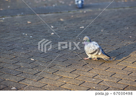 鳩 鳩 67030498