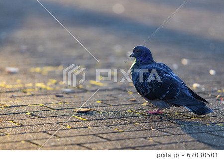 鳩 鳩 67030501