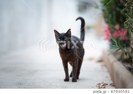 black stray cat in spain black stray cat in spain 67030591