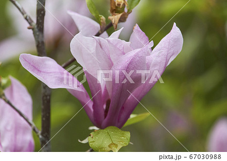 Close-up of magnolia flower in the park after the Close-up of magnolia flower in the park after the 67030988