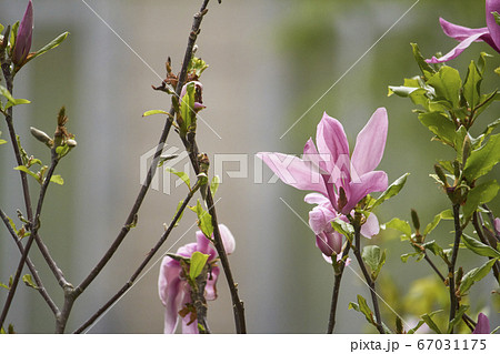 Close-up of magnolia flower in the park after the Close-up of magnolia flower in the park after the 67031175