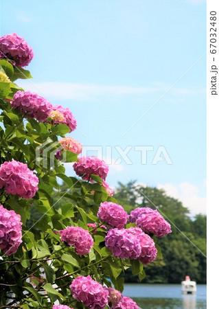 ピンクの紫陽花 別府志高湖 ピンクの紫陽花 別府志高湖 67032480