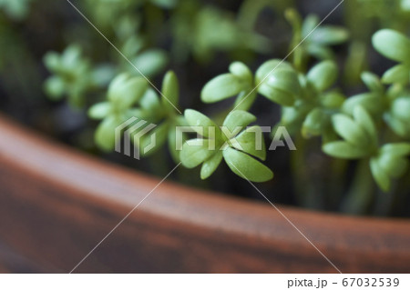Garden cress sprouts, front view macro food photo. 67032539