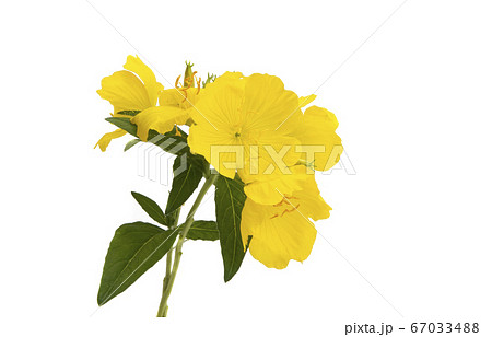 evening primrose flower isolated 67033488