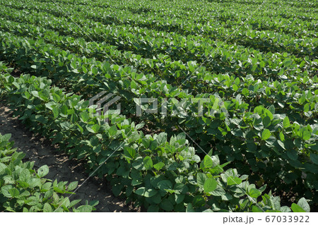 Green cultivated soybean field in spring 67033922