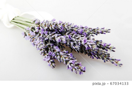 Lavender flower isolated on white background. Lavender flower isolated on white background. 67034133