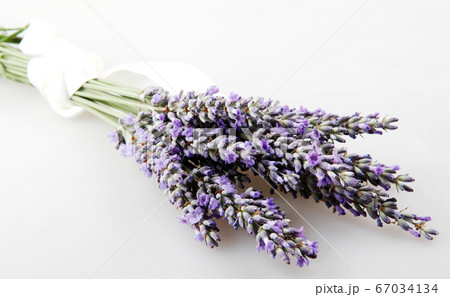 Lavender flower isolated on white background. Lavender flower isolated on white background. 67034134