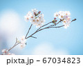 桜 67034823