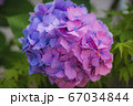 あじさい 67034844
