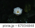 花 67034848