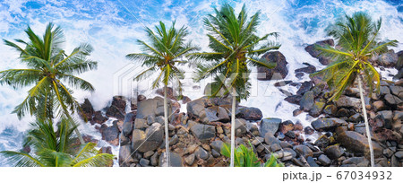 Aerial top view of palm trees and a rocky shore. Aerial top view of palm trees and a rocky shore. 67034932
