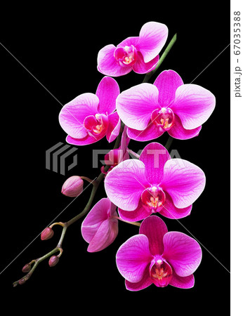 Purple Phalaenopsis Most Beautiful In Orchids flower. Purple Phalaenopsis Most Beautiful In Orchids flower. 67035388