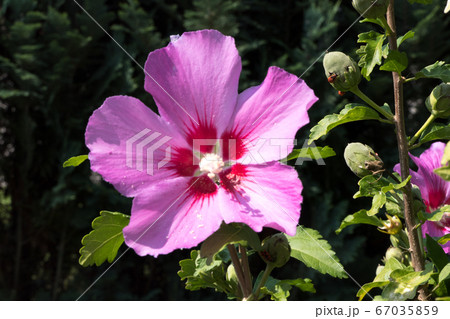 A beautiful pink flower surrounded by green branches A beautiful pink flower surrounded by green branches 67035859
