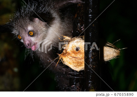 The rare, nocturnal aye-aye lemur with a coconut 67035890