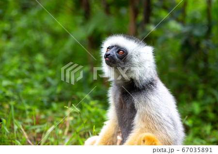 A Sifaka Lemur in the rainforest on the island of A Sifaka Lemur in the rainforest on the island of 67035891