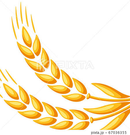 Background with wheat. Background with wheat. 67036355