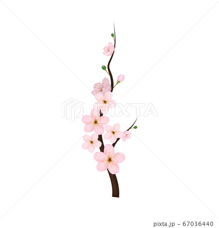 Realistic 3d Detailed Blooming Cherry Blossom. Vector Realistic 3d Detailed Blooming Cherry Blossom. Vector 67036440