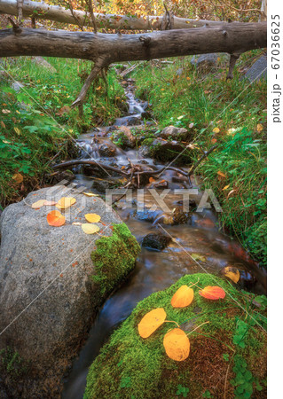 Fall foliage and forest in Hope Valley California 67036625