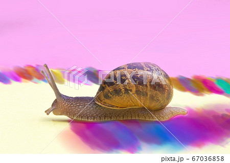 Snail crawling on a colorful pastel background, pink yellow paper, beautiful macro shot of a wild animal, cute snail with house and hard shadows leaving rainbow trail 67036858