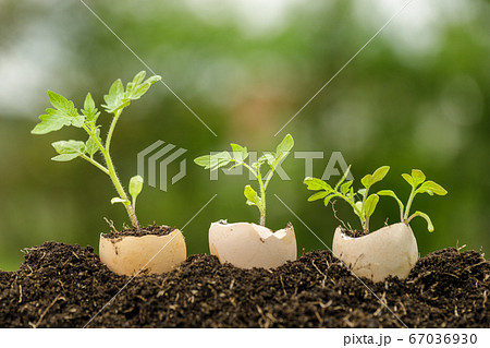 Young plant growing in egg shell in the garden 67036930