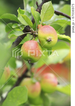 色づき始めた姫リンゴ 67036975