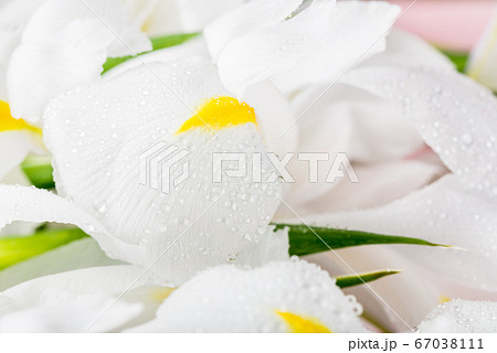 Close up of Beautiful White Iris Flowers 67038111