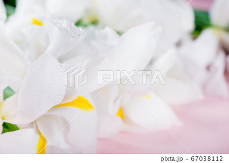 Beautiful White Iris Flowers on Pink Background 67038112