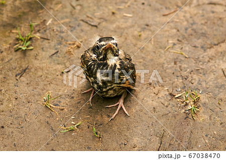 fledgling robin sitting on a path 67038470