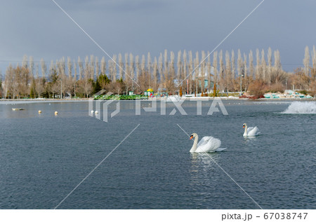 White swans are swimming White swans are swimming 67038747