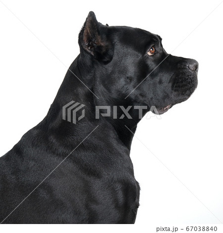 Black big dog. Black big dog. 67038840