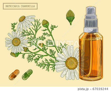 Chamomille branch and flowers and sprayer Chamomille branch and flowers and sprayer 67039244