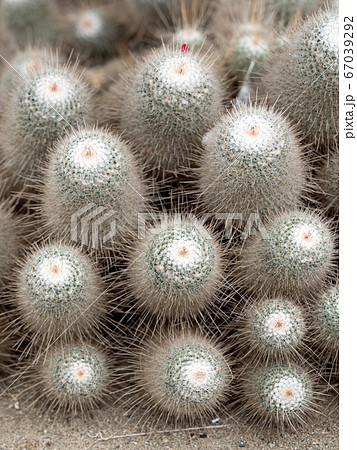 サボテン　ハクジュマル 67039292
