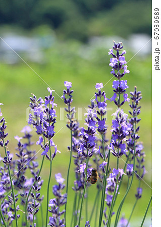 ラベンダーの花の写真素材
