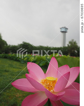 古代蓮の里 67039695