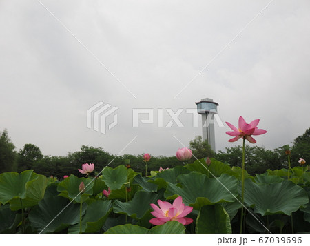 古代蓮の里 古代蓮の里 67039696