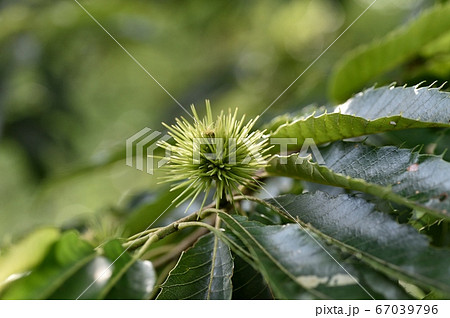 クリの若い実 67039796