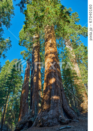 Sequoia National Park in California, USA. 67040160