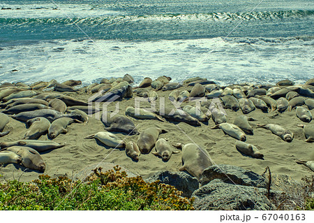 Group of lions and elephant seals sleep on the beach. 67040163