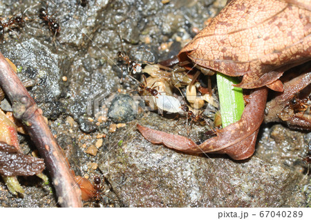 オオズアリの働きアリが幼虫を運ぶ様子 67040289