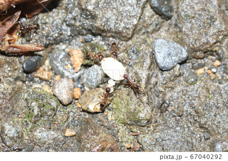 オオズアリの働きアリが幼虫を運ぶ様子 67040292