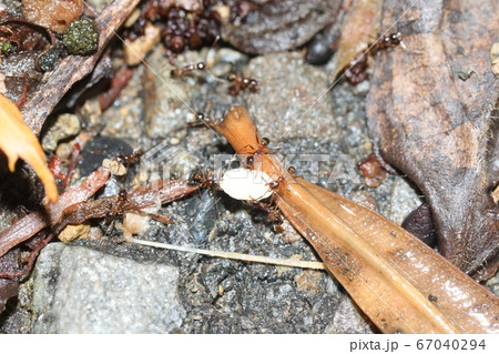 オオズアリの働きアリが幼虫を運ぶ様子 67040294