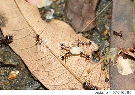 オオズアリの働きアリが幼虫を運ぶ様子 オオズアリの働きアリが幼虫を運ぶ様子 67040296
