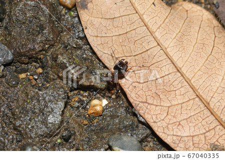 オオズアリの兵隊アリ 67040335