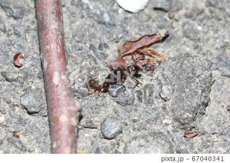 オオズアリの兵隊アリがアミメアリを攻撃 オオズアリの兵隊アリがアミメアリを攻撃 67040341