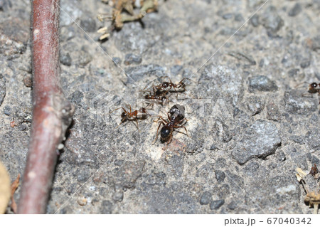 オオズアリの兵隊アリと働きアリ オオズアリの兵隊アリと働きアリ 67040342