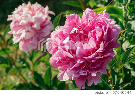 Pink peony flower grows on a bush Pink peony flower grows on a bush 67040344