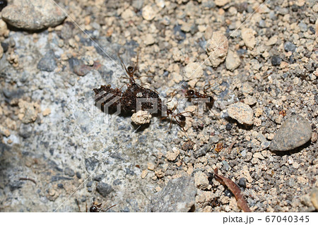 オオズアリの働きアリ オオズアリの働きアリ 67040345
