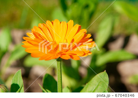 Orange blooming calendula outdoors. Side view. Orange blooming calendula outdoors. Side view. 67040346