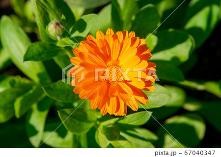 Orange blooming calendula outdoors. Top view. Orange blooming calendula outdoors. Top view. 67040347