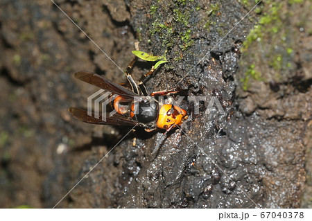 オオスズメバチ 67040378